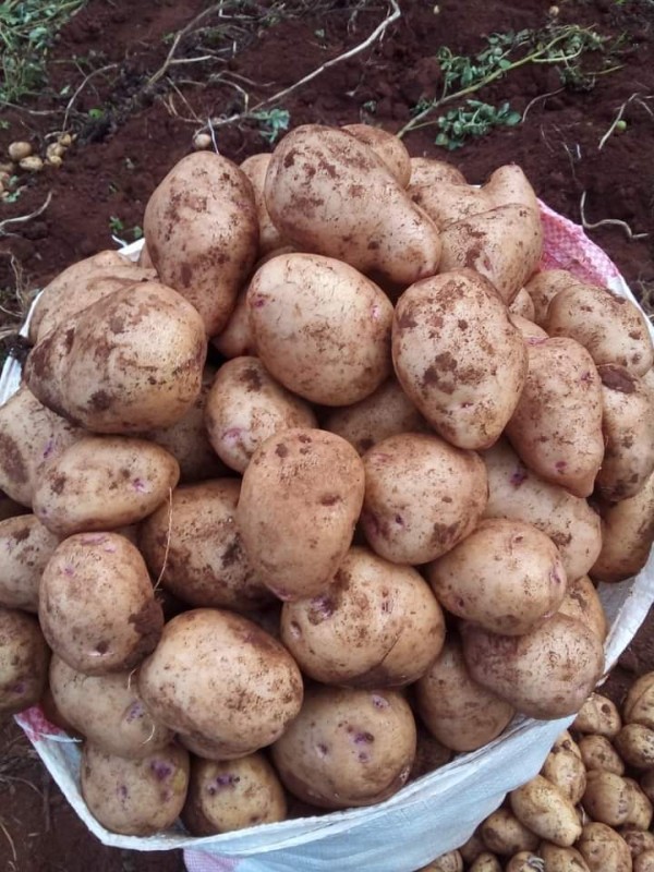 Irish Potatoes Kenya from Kenya